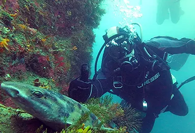 Dive Charters (Half day)